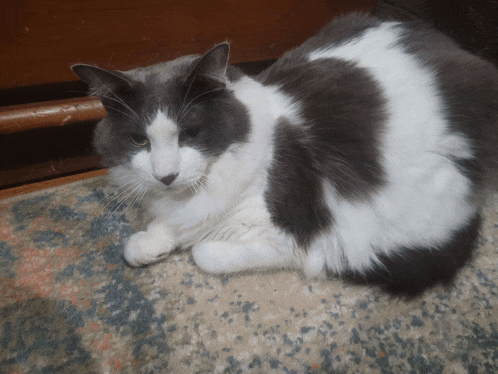 a gray and white cat laying on a carpet