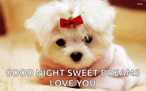 a white puppy with a red bow on its head and the words good night sweet dreams love you on the bottom