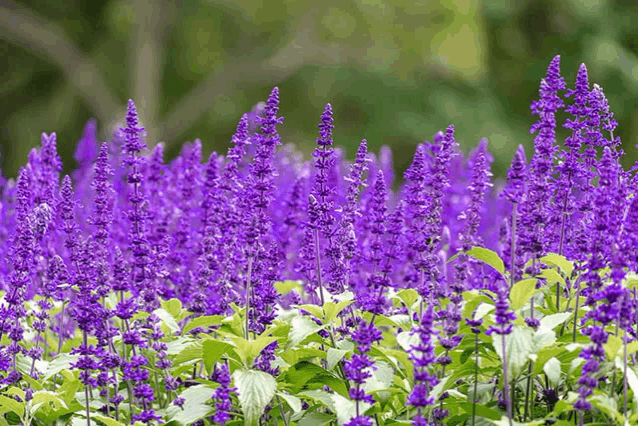 a bunch of purple flowers with green leaves