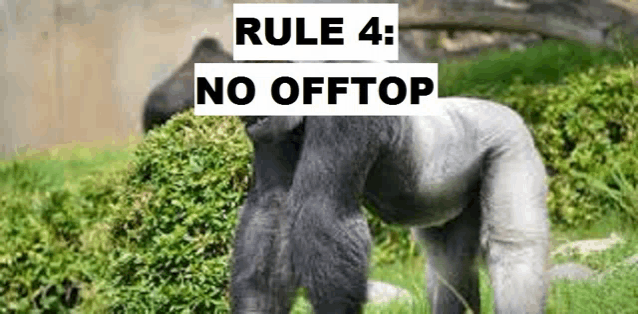 a gorilla standing in the grass with the words rule 4 : no offtop written above it .