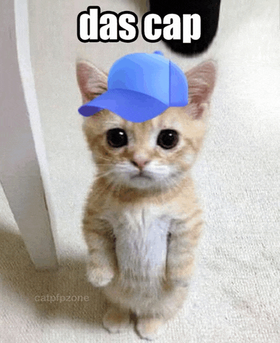 a kitten wearing a blue hat with the words das cap written above it