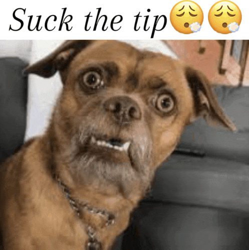 a picture of a dog with the words suck the tip below it