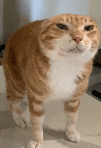 a close up of an orange and white cat standing on a table .