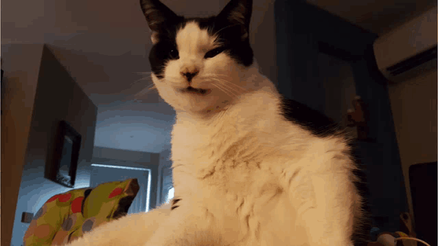 a black and white cat sitting on a chair in a dark room