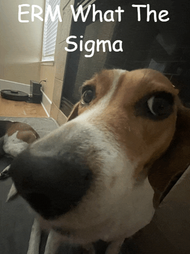 a dog is looking at the camera with the words erm what the sigma written above it