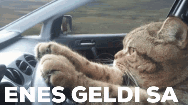 a cat is sitting in the driver 's seat of a car with the words enes geldisa written below it