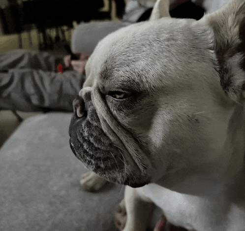 a close up of a dog 's face with a person laying on the couch in the background