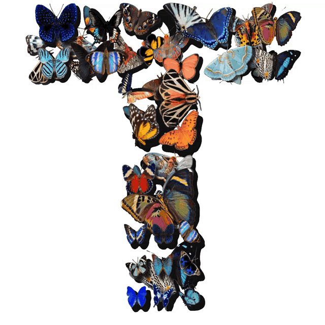 a bunch of butterflies are arranged in the letter t