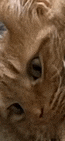 a close up of a cat 's face and eyes looking at the camera .