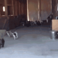 a group of cats are playing in a room with a gray carpet .