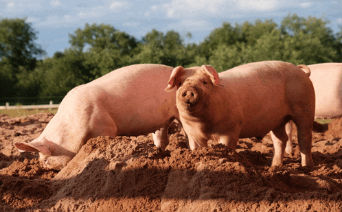 a group of pigs are standing in the dirt looking at the camera