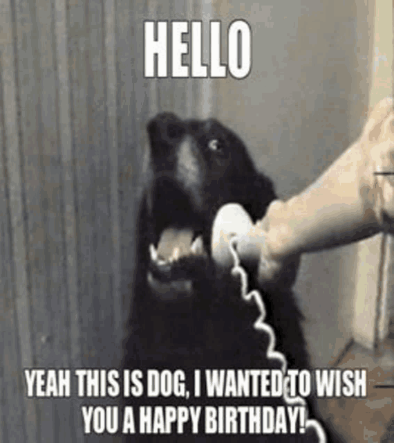 a dog is talking on a telephone with a person .