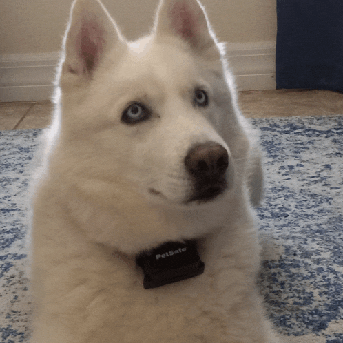 a white dog wearing a petsafe collar is looking at the camera