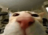 a close up of a cat 's nose in a room .