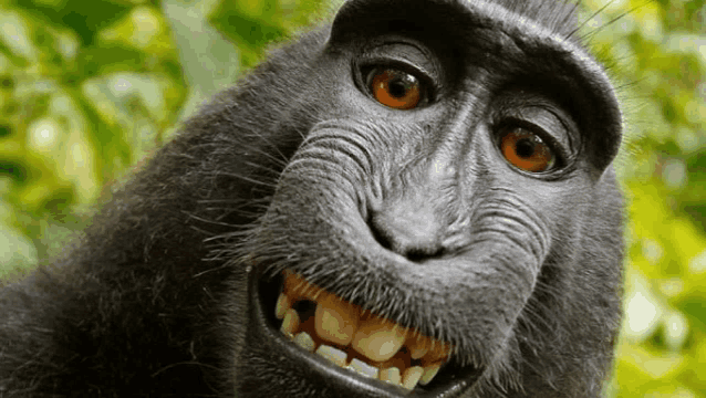 a close up of a monkey taking a selfie in the woods .