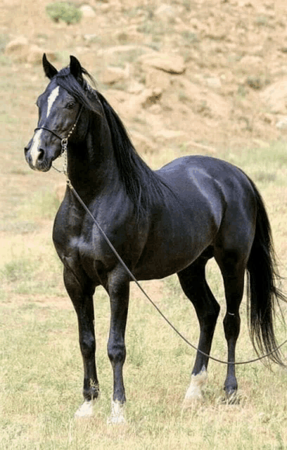 a black horse with a white spot on its face is standing in a field