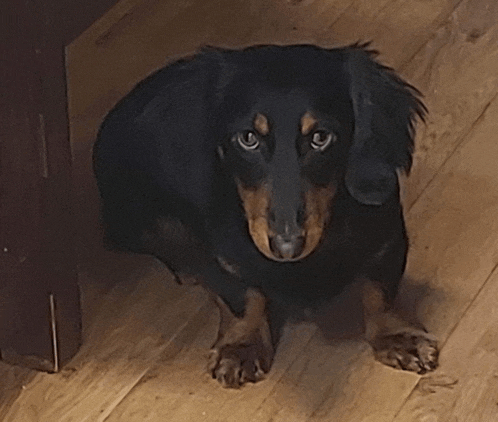 a black and brown dog is sitting on a wooden floor and looking at the camera