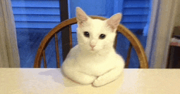 a white cat is sitting in a wooden chair