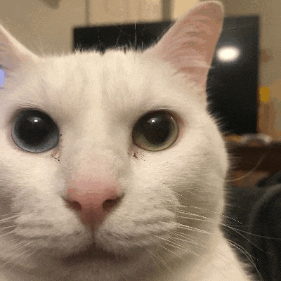 a close up of a white cat 's face with blue eyes .