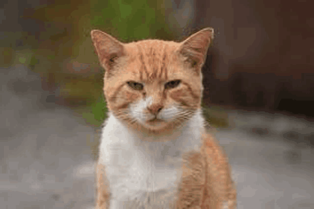 a close up of a cat sitting on the ground looking at the camera .