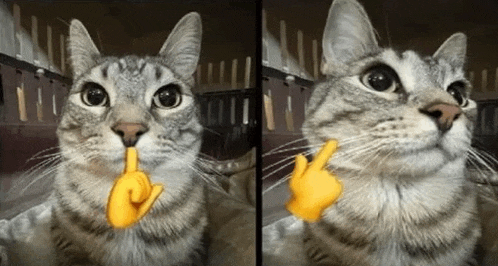 a cat with a yellow finger on its nose is making a shhh gesture .