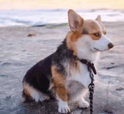 a corgi dog on a leash is sitting on the beach .