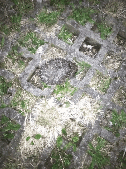 a small hedgehog is laying on a concrete block