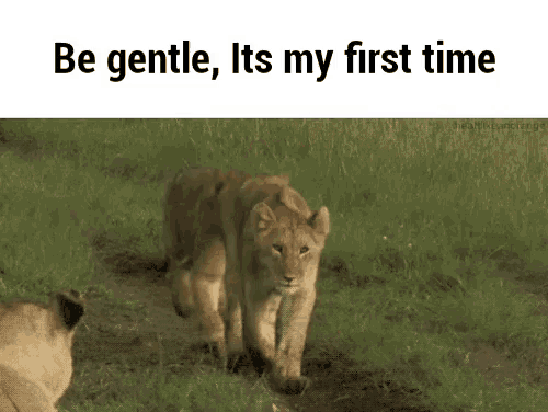 a lioness is walking through a grassy field with a caption that reads `` be gentle , its my first time '' .