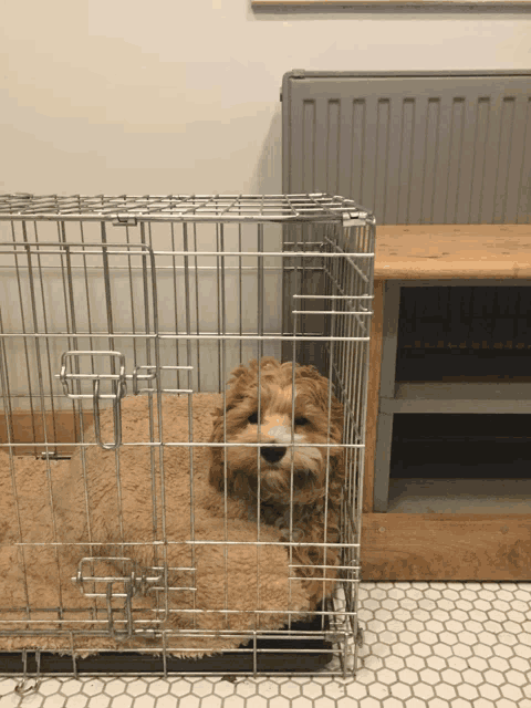 a small dog laying in a metal cage