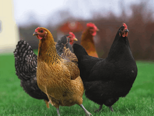 a group of chickens are standing in a grassy area