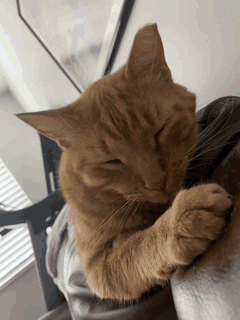 a close up of a cat sleeping on a couch