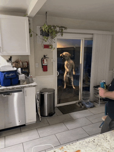 a kitchen with a fire extinguisher on the wall and a blue bag that says ' cooler ' on it