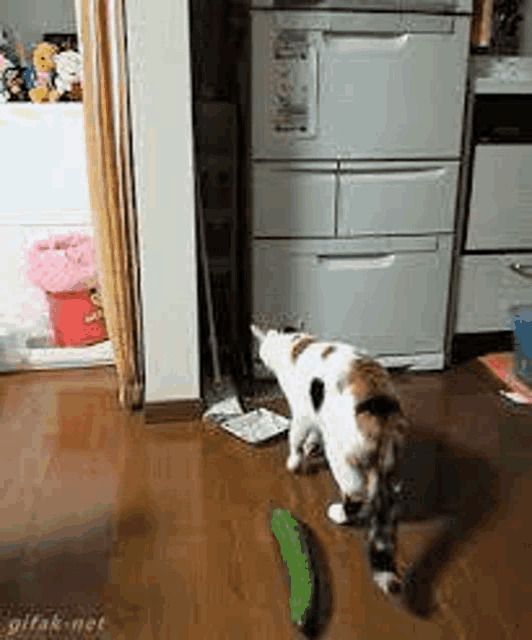 a cat is playing with a cucumber on a wooden floor in a kitchen .