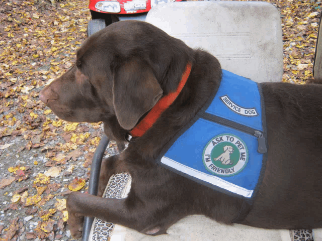 a brown dog wearing a blue service dog vest