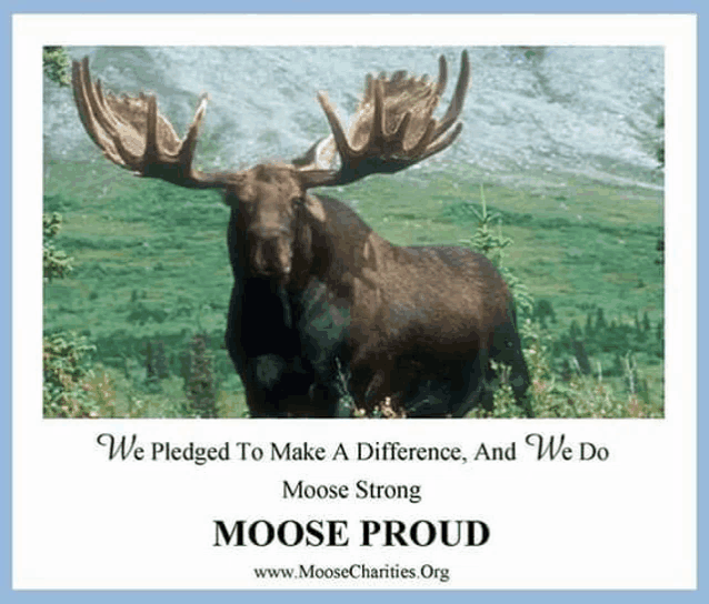 a picture of a moose with the words moose proud