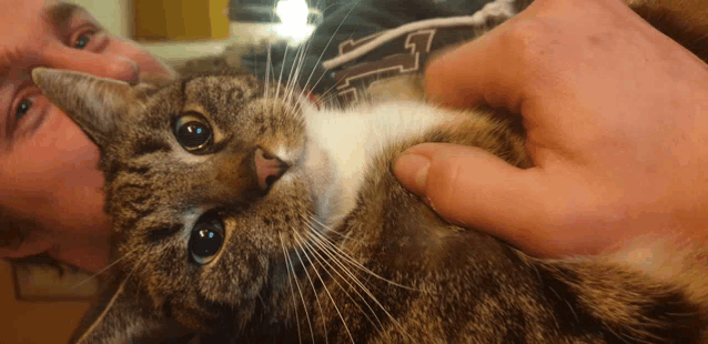 a man is petting a cat while wearing a shirt with a letter t on it