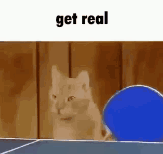 a cat is playing ping pong on a table and looking at a blue ball .