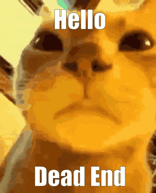 a close up of a cat with the words hello dead end written on it