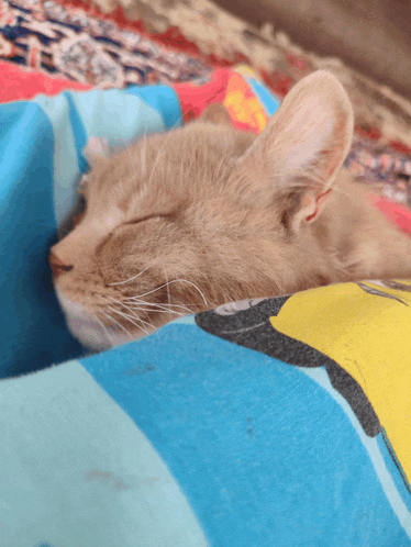 a cat is sleeping on a blue blanket