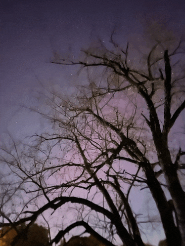 a tree without leaves against a purple sky with stars