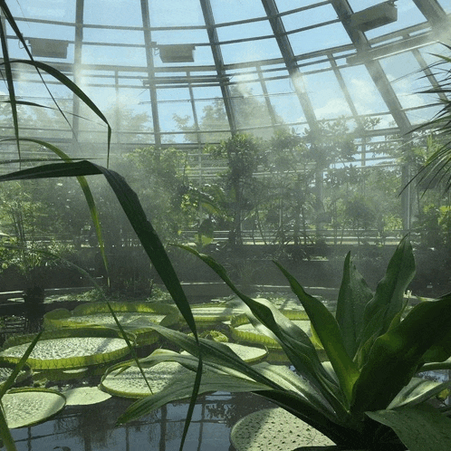 a greenhouse filled with lots of plants and a pond