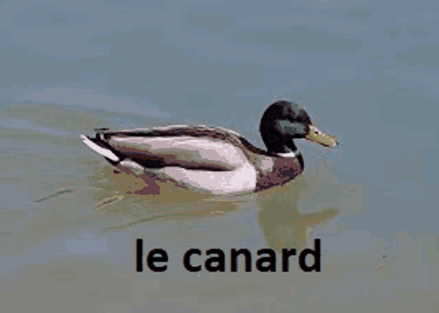 a mallard duck is swimming in the water with the word le canard written below it