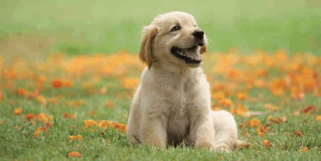 a puppy is sitting in the grass and looking up at the sky