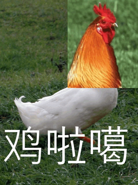 a picture of a white chicken and a picture of a rooster with chinese writing