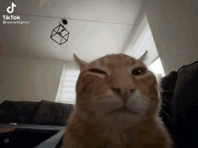 a cat is sitting on a couch in a living room and looking at the camera