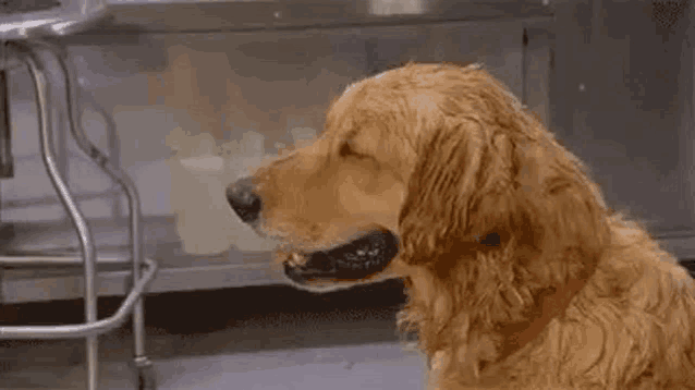 a wet dog is sitting in a kitchen next to a sink .