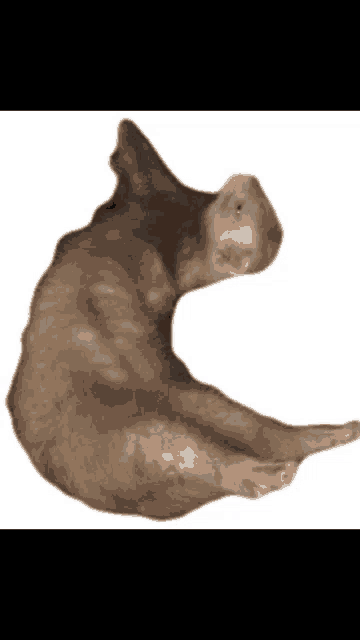 a cat is laying on its back and looking at the camera on a white background