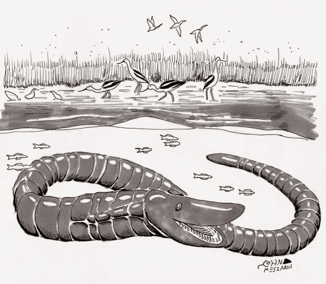 a black and white drawing of a snake with the name corn on the bottom right corner