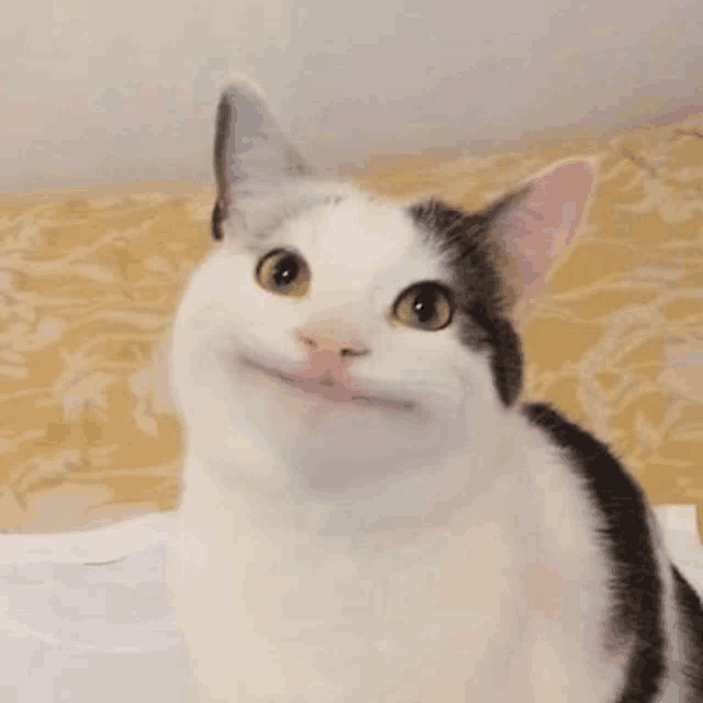 a white and black cat is sitting on a bed and smiling at the camera .