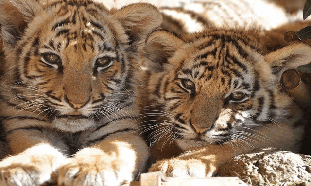 two tiger cubs are laying next to each other